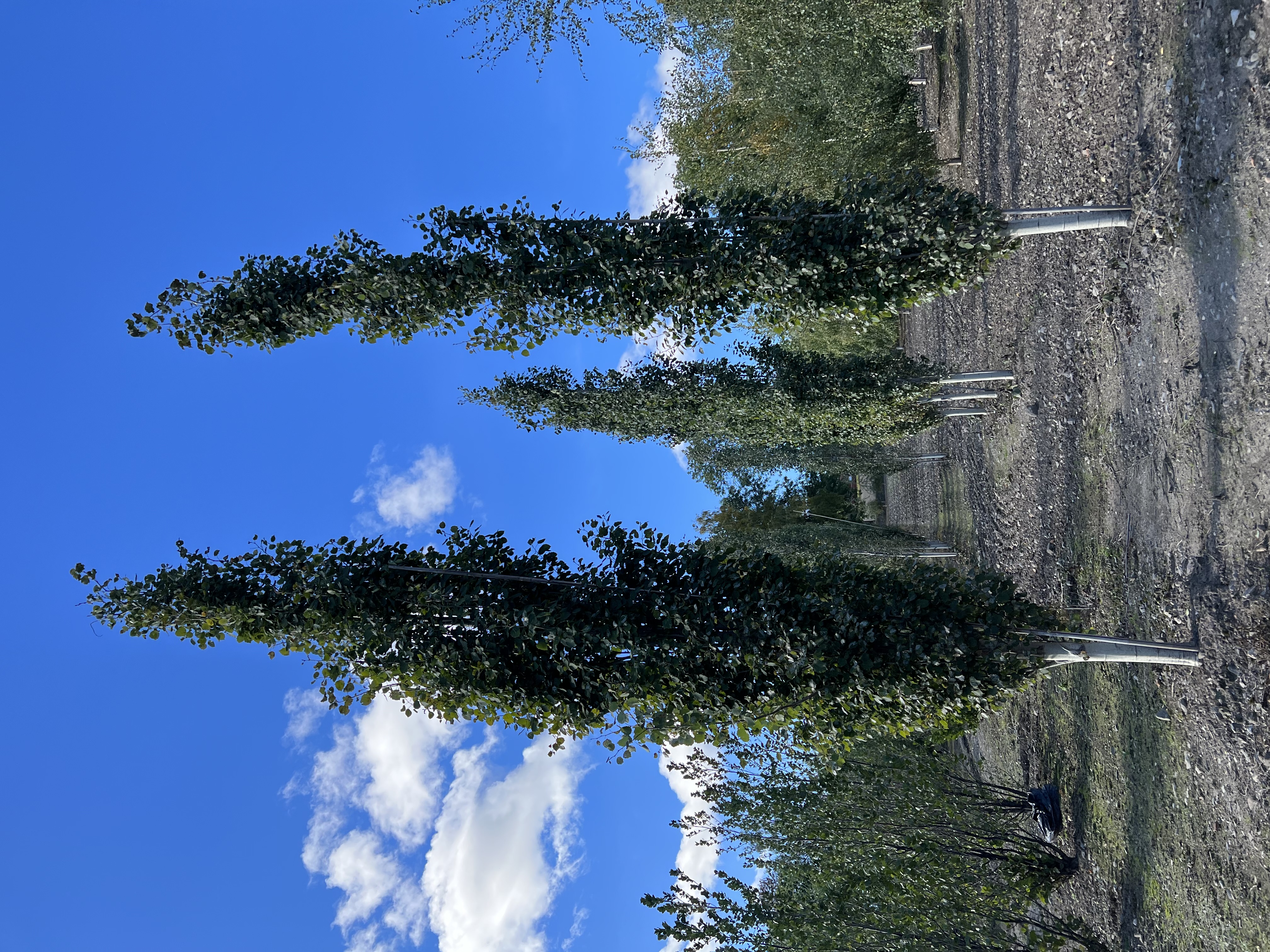 Populus tremula ‘Erecta’ søyleosp