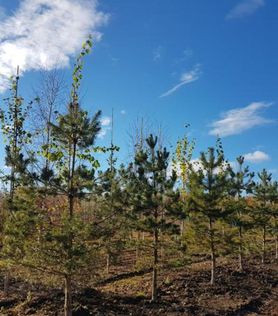 Barskog med Pinus sylvestris skogfuru