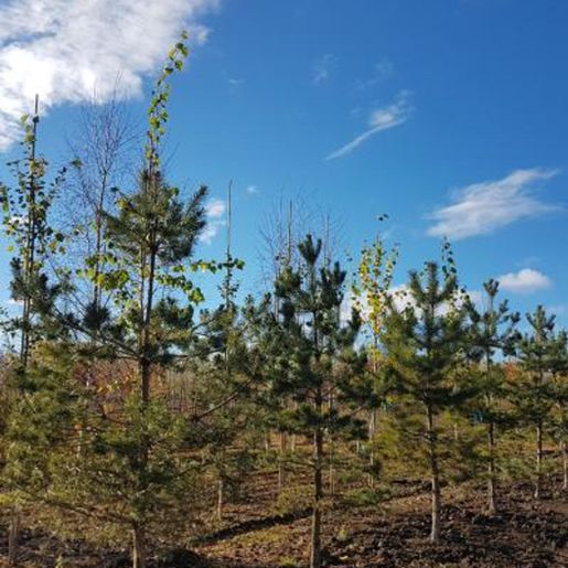 Barskog med Pinus sylvestris skogfuru