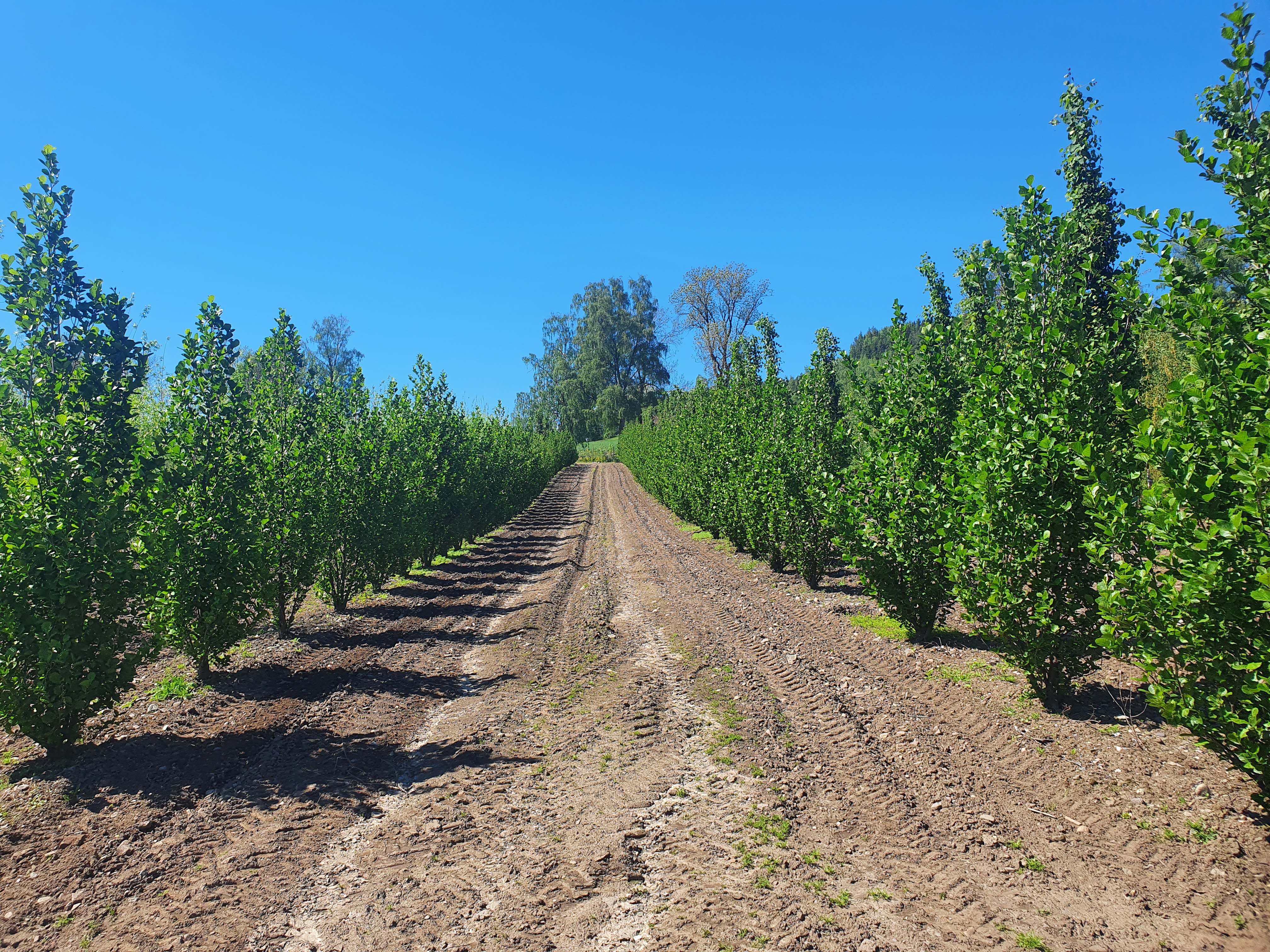 Alnus glutinosa Sauherad Svartor