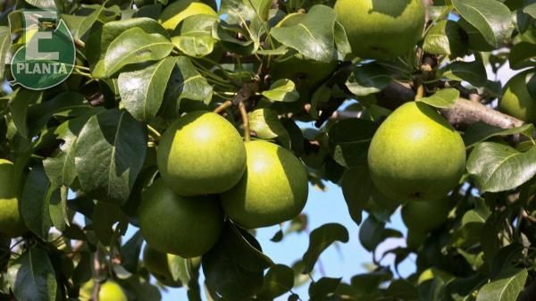 Modne pærer på Pyrus communis 'Clara Frijs' pæretre