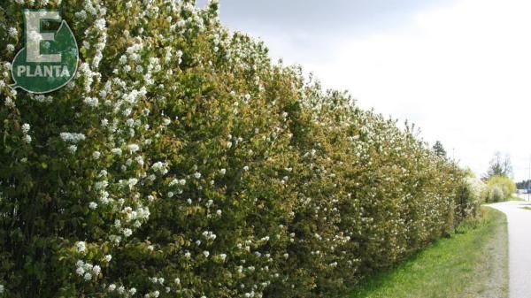 Amelanchier alnifolia fk Alvdal E Bærsøtmispel