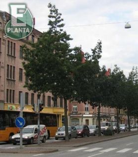 Quercus rubra fk Enkøping E Rødeik på rekke i bybilde