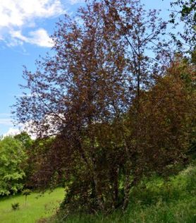Prunus padus ‘Colorata’ Hegg med mørk rød krone i skråning