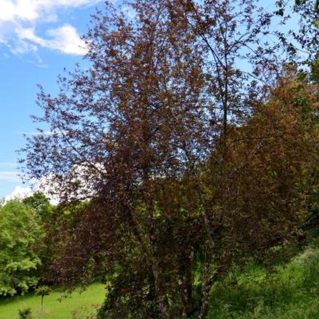 Prunus padus ‘Colorata’ Hegg med mørk rød krone i skråning