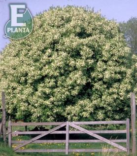 Prunus padus fk Ultuna E Hegg med rund krone foran grind