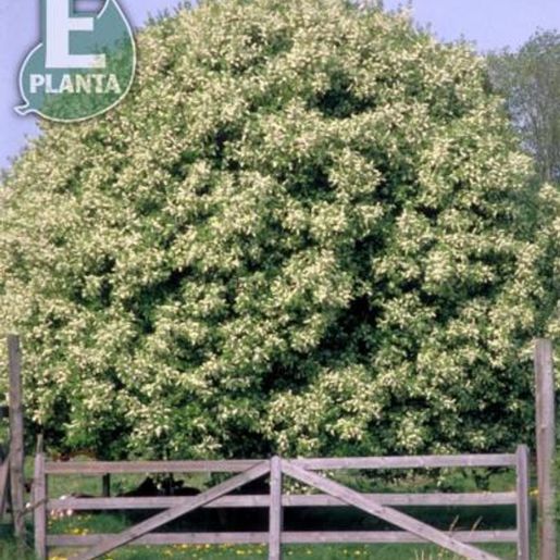 Prunus padus fk Ultuna E Hegg med rund krone foran grind
