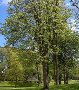 Tila platyphyllos ‘Ørebro’ Storbladlind plantet i parkmiljø