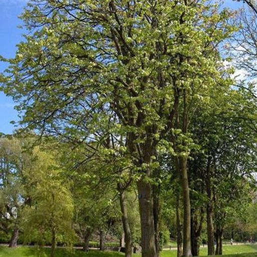 Tila platyphyllos ‘Ørebro’ Storbladlind plantet i parkmiljø