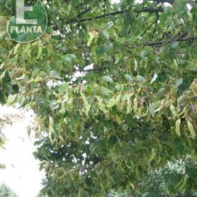 Nærbilde av blader på Tila cordata LINN® E Småbladlind