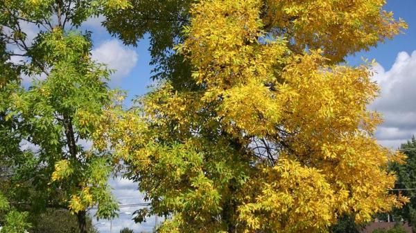 Fraxinus pennsylvanica Cimmaron Rødask