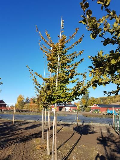 Carpinus betulus fk Stenshuvud Agnbøk