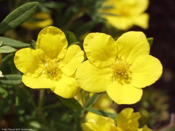 Potentilla fruticosa 