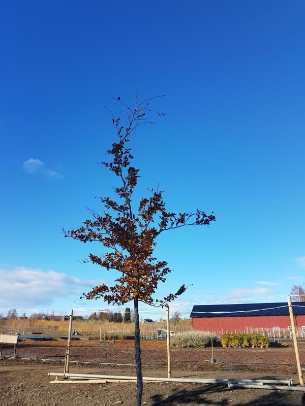 Fagus sylvatica Gottåsa Bøk