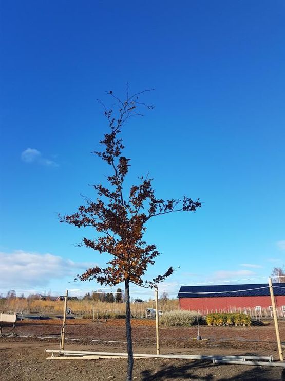 Fagus sylvatica Gottåsa Bøk