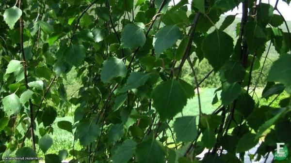 Betula pendula fk Rognan E Hengebjørk