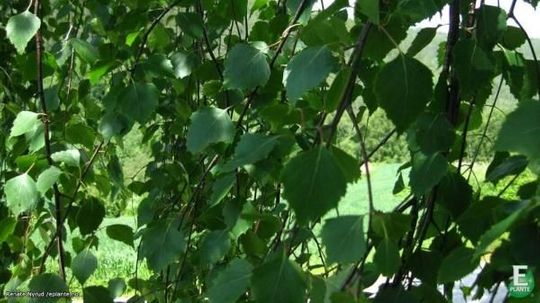 Betula pendula fk Rognan E Hengebjørk