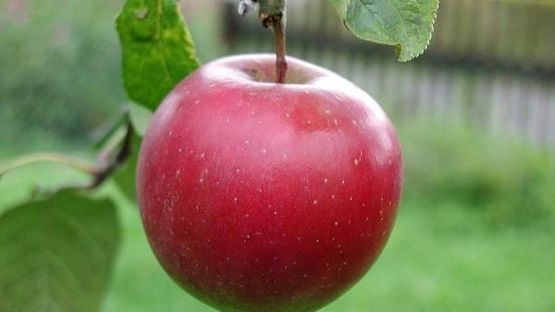 Rødt eple på gren på Malus domestica 'Summerred' epletre