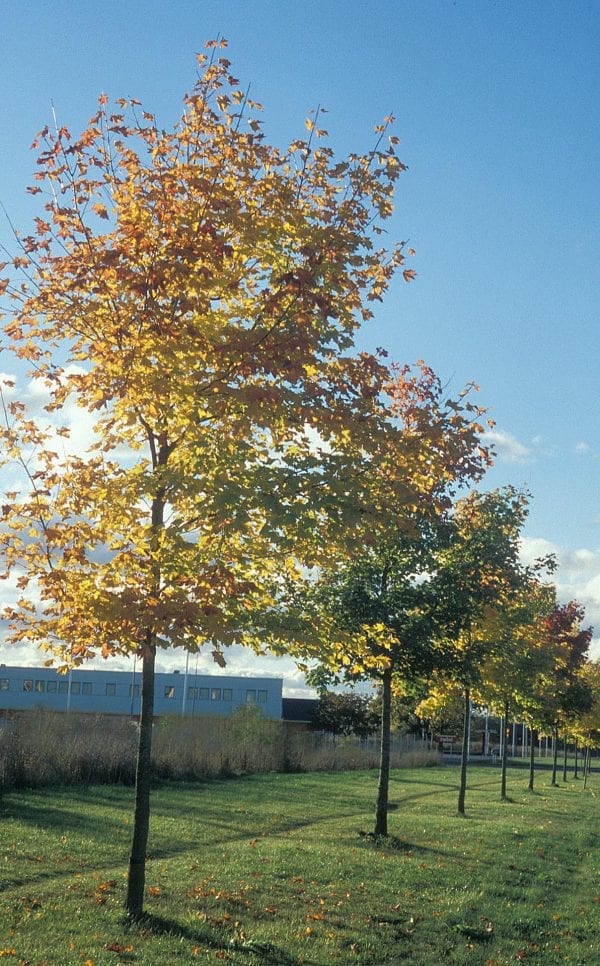 Acer platanoides fk Pernilla Spisslønn