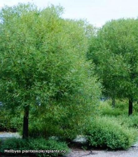 Salix euxina ‘Bullata’ E Skjørpil med grønn krone i grønt miljø