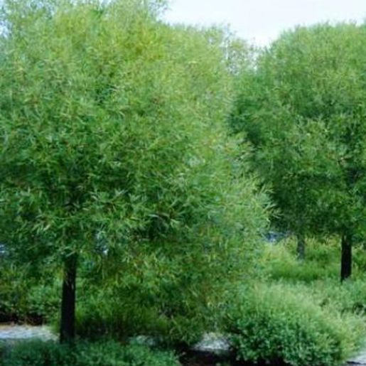 Salix euxina ‘Bullata’ E Skjørpil med grønn krone i grønt miljø