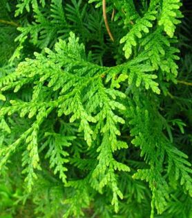Nærbilde av bar på Thuja occidentalis ‘Brabant’