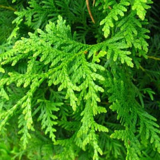 Nærbilde av bar på Thuja occidentalis ‘Brabant’