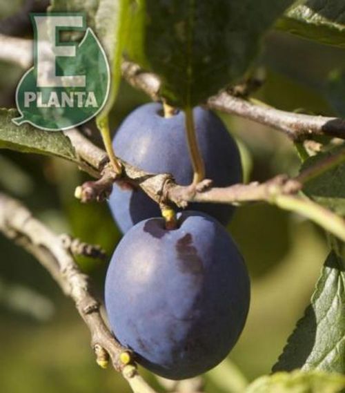 To blå plommer på gren på Prunus domestica 'Herman' plommetre