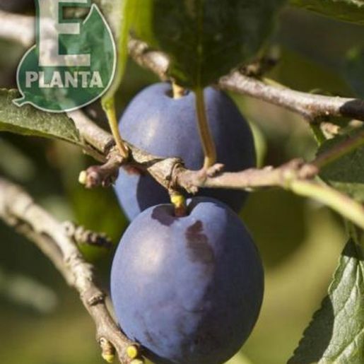 To blå plommer på gren på Prunus domestica 'Herman' plommetre
