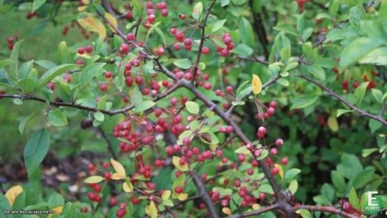 Malus toringo Sargenteple