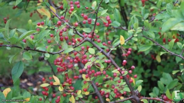 Malus toringo Sargenteple