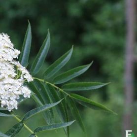 Hvite blomster på Sorbus ulleungensis ‘Dodong’ E Ullungrogn