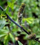 Salix daphnoides ‘Elverum’ Doggpil med hvite rakler