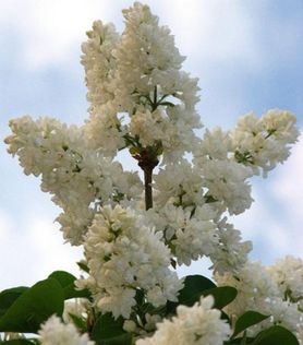 Klase med hvite syriner på Syringa vulgaris ‘Mme Lemoine’ Duftsyrin