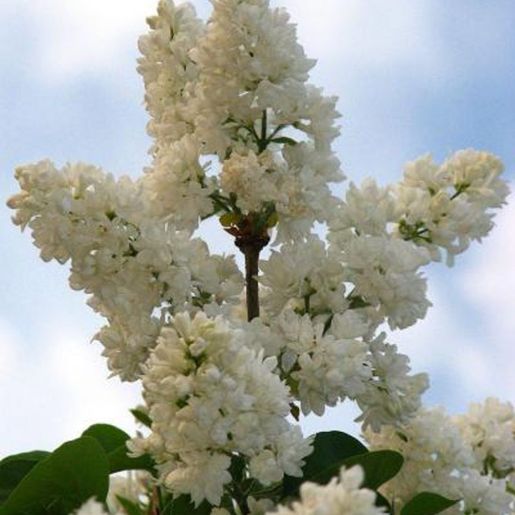 Klase med hvite syriner på Syringa vulgaris ‘Mme Lemoine’ Duftsyrin