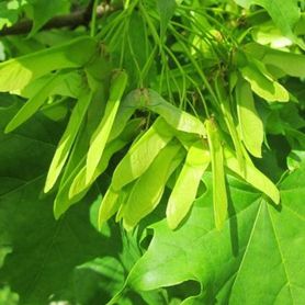 Grønne blader på Acer platanoides Spisslønn