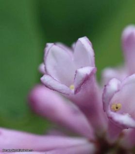 Nærbilde av rosa syrinblomst på Syringa wolfii ‘San’ E Fjellsyrin