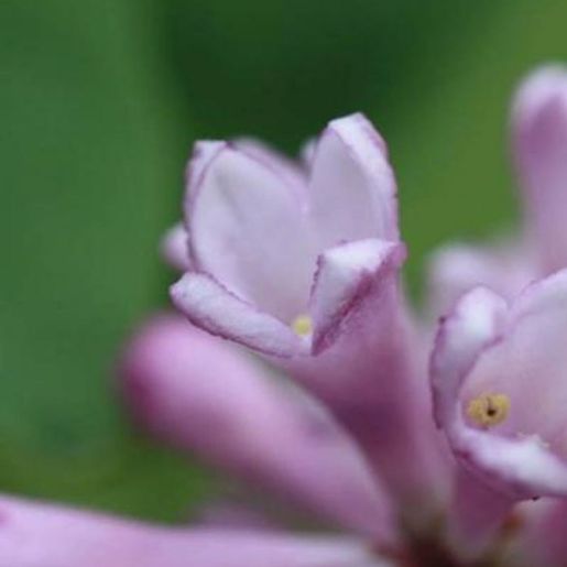 Nærbilde av rosa syrinblomst på Syringa wolfii ‘San’ E Fjellsyrin