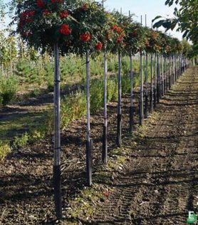 Kulerund krone med røde bær på Sorbus commixta HALLA SAN® E Korearogn