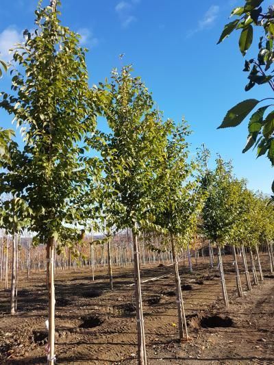 Ulmus 'Rebona' RESISTA almetrær plantet på rekker på Mellbyes planteskole