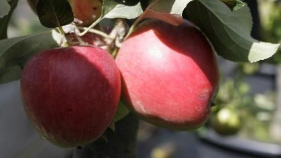 To røde epler på gren på Malus domestica 'Katja' E epletre