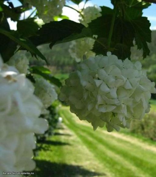 Klaser med blomster på Viburnum opulus ‘Pohjan Neito’ E Villkrossved