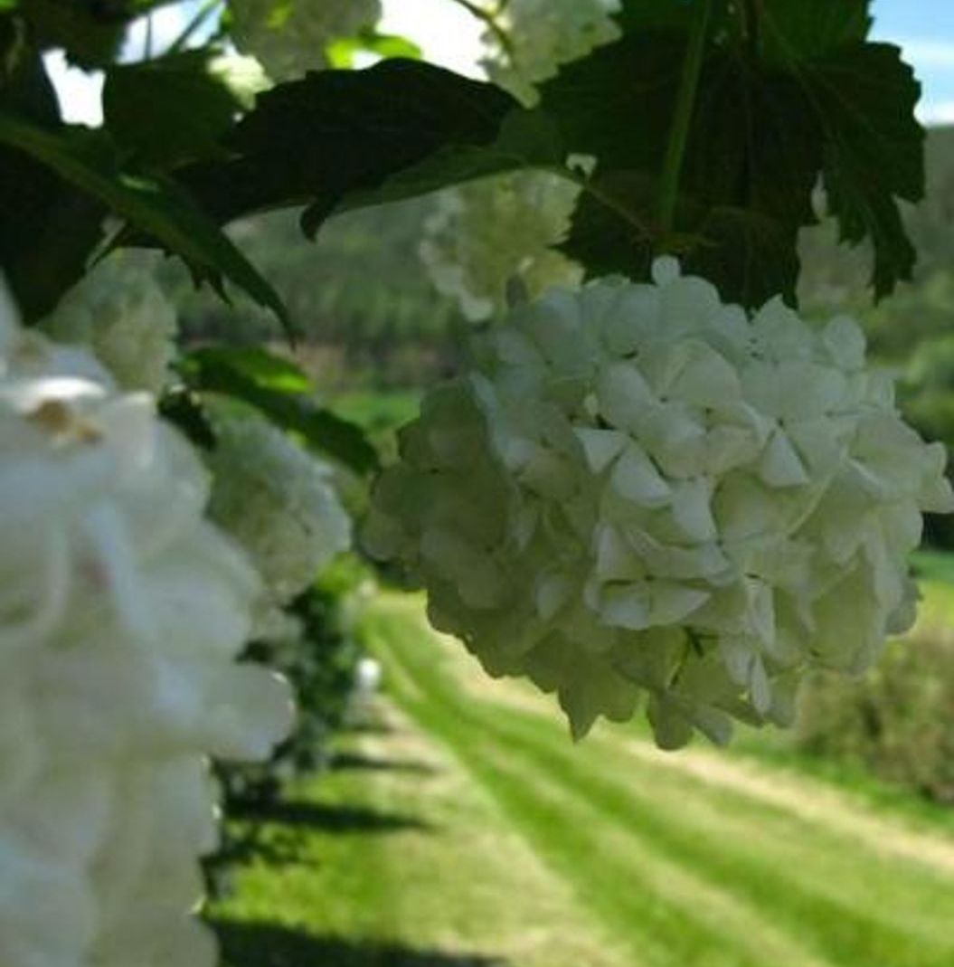 Klaser med blomster på Viburnum opulus ‘Pohjan Neito’ E Villkrossved