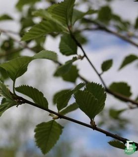 Blader på Sorbus incana E Gråasal rognebærtre
