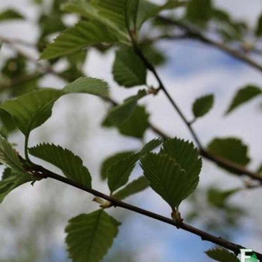 Blader på Sorbus incana E Gråasal rognebærtre