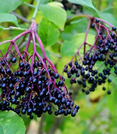 Sambucus nigra Svarthyll