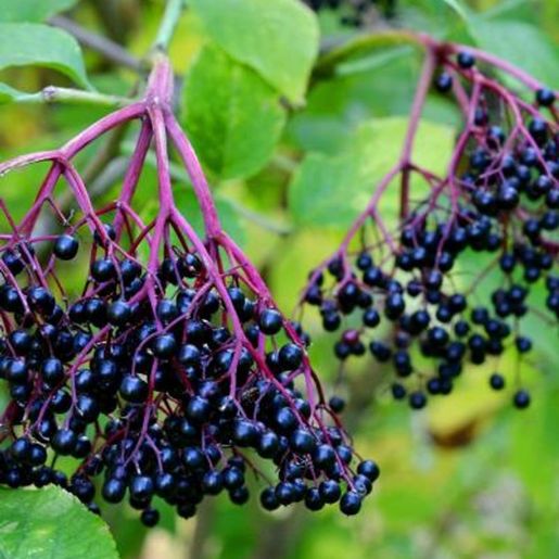 Sambucus nigra Svarthyll