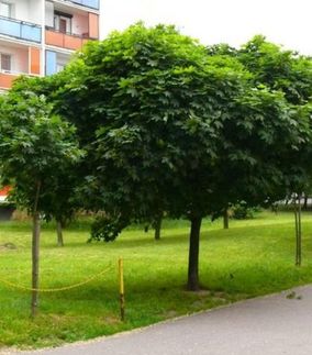 Acer platanoides ’Globosum’ Kulelønn