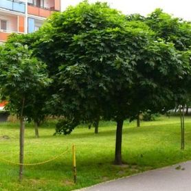 Acer platanoides ’Globosum’ Kulelønn