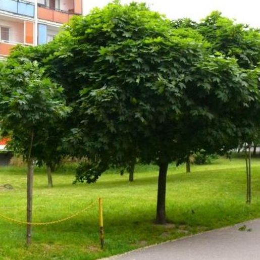 Acer platanoides ’Globosum’ Kulelønn